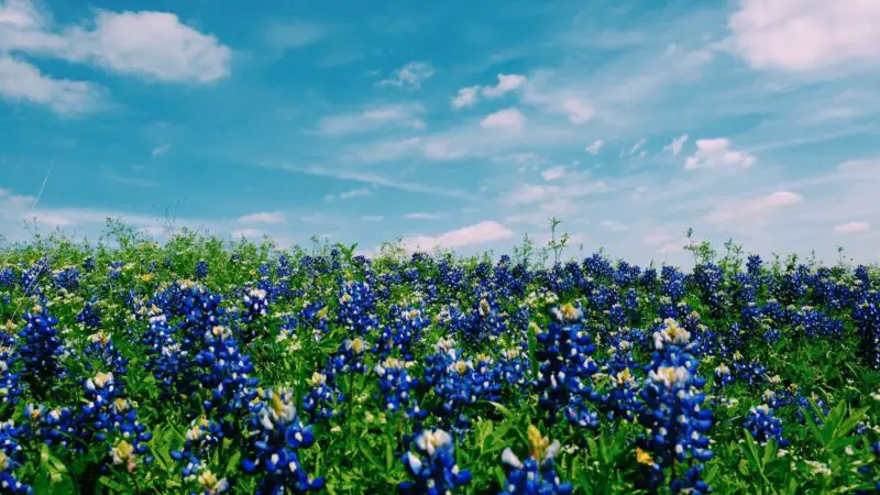 Which City in Texas Has the Best Weather?