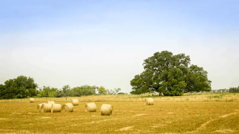 Is Buying Land in Texas a Good Investment?