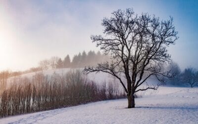 Which City in Illinois Has the Best Weather?