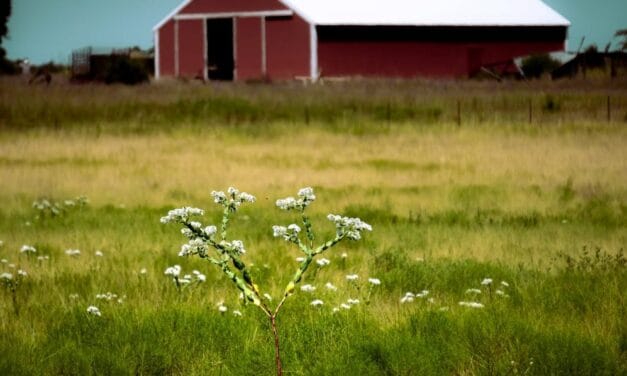 Can You Homestead Two Homes in Texas?