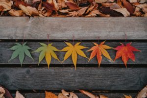 Leaves in different colors