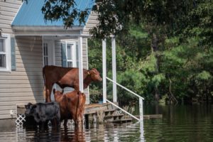 Cows outside of a home that has flooded