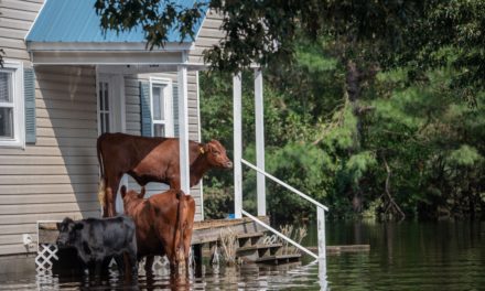 Does Dallas Flood A Lot?