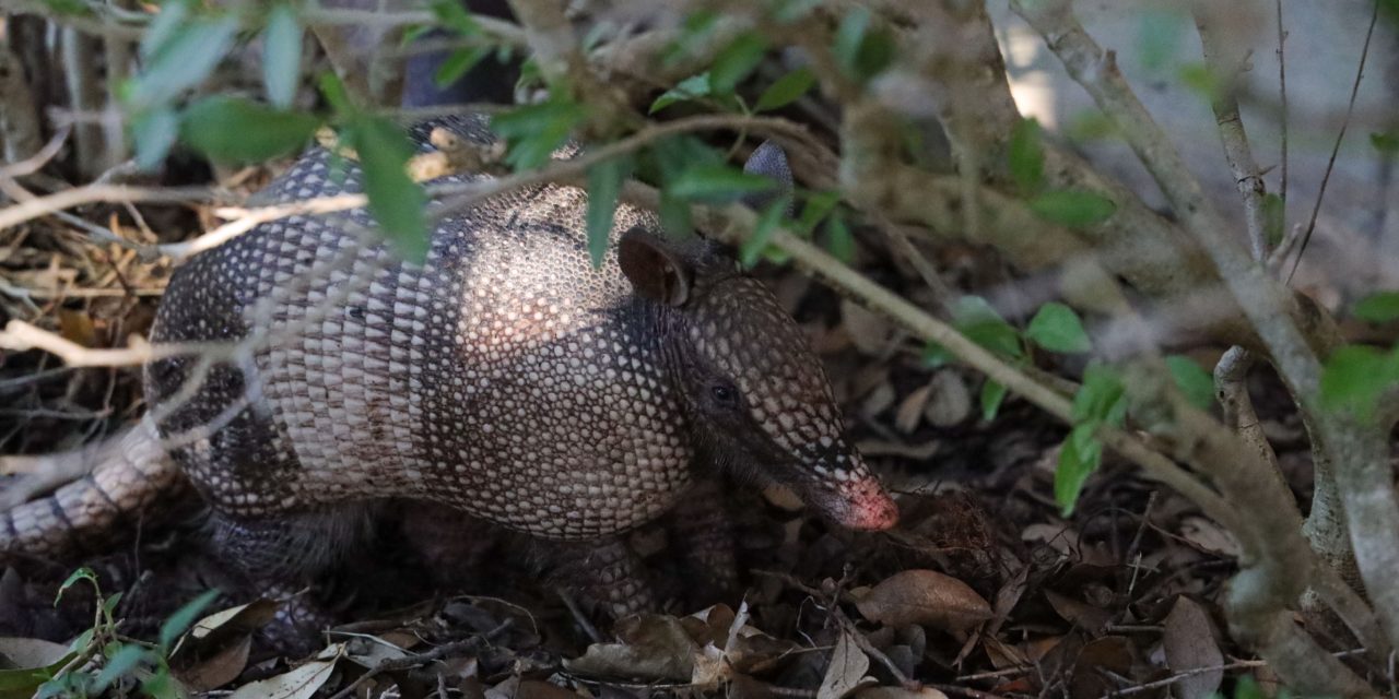 Are There Armadillos in Florida?