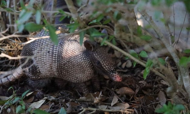 Are There Armadillos in Florida?