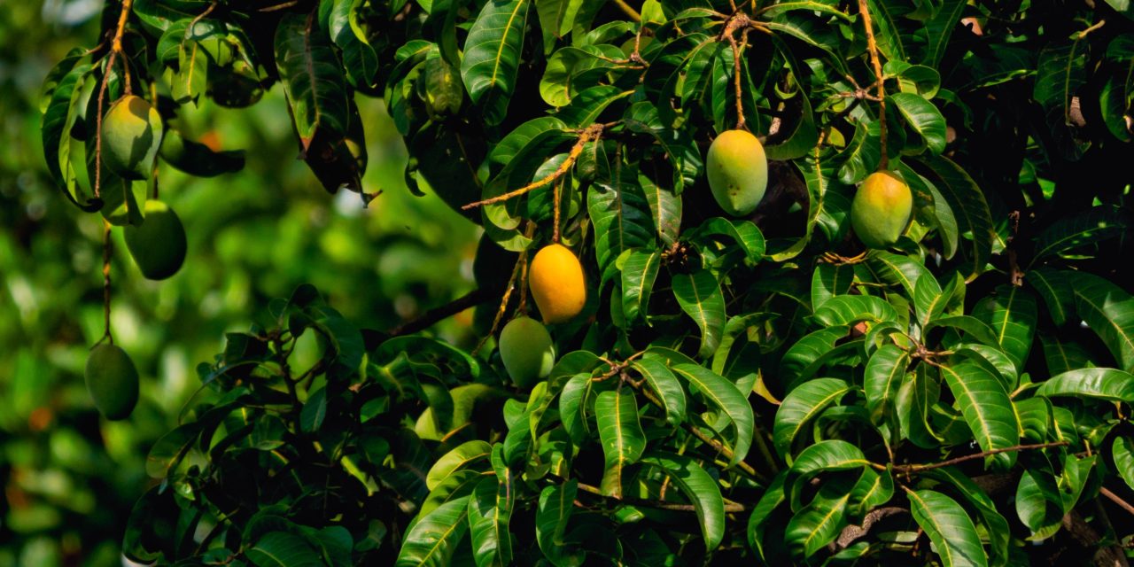 When is Mango Season in Florida?