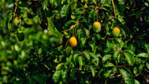 mangoes on trees