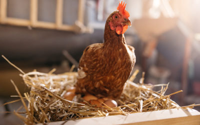 Can You Have Chickens In Dallas, Texas? Restrictions to Know