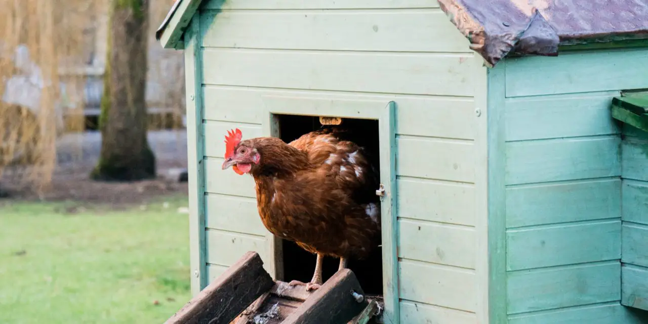 Can You Have Chickens or Roosters in Austin, Texas?