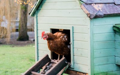Can You Have Chickens or Roosters in Austin, Texas?
