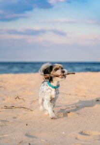 A dog on a beach carrying a stick