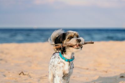 What Beaches On Long Island Are Dog Friendly?