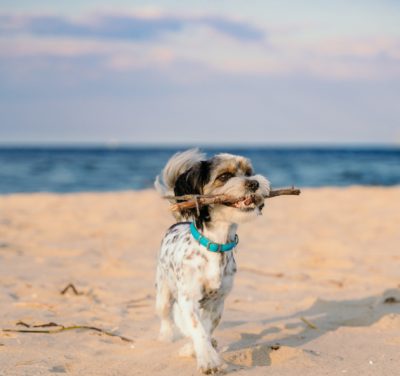 What Beaches On Long Island Are Dog Friendly?